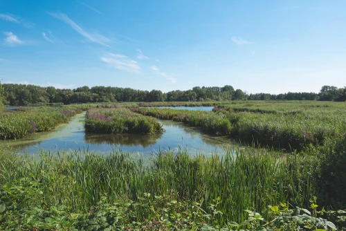 Le Molsbroek