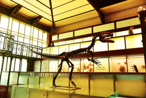 Musée des sciences naturelles