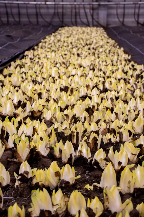 Bij Andries Groenten & Fruit