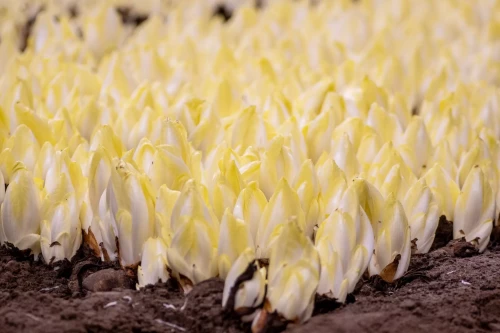 Bij Andries Groenten & Fruit