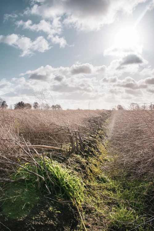 Bij Andries Groenten & Fruit