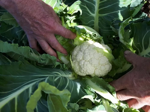 Bij Andries Groenten & Fruit