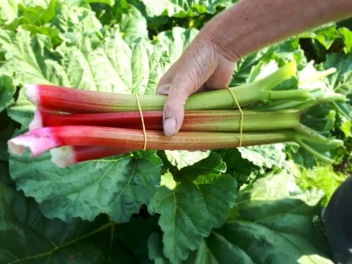 Bij Andries Groenten & Fruit