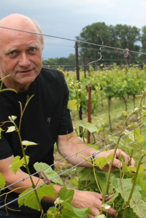 Wijnbouw Dierickx