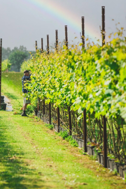 Loewi Winery